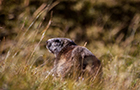 Une marmotte dans le Parc National de la Vanoise